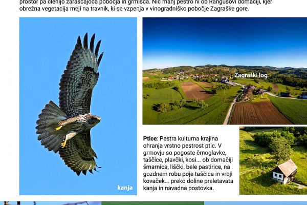 zgibanka-ptice-2022-web-03539DE11A-AAA4-4F09-722D-218400AC6D49.png